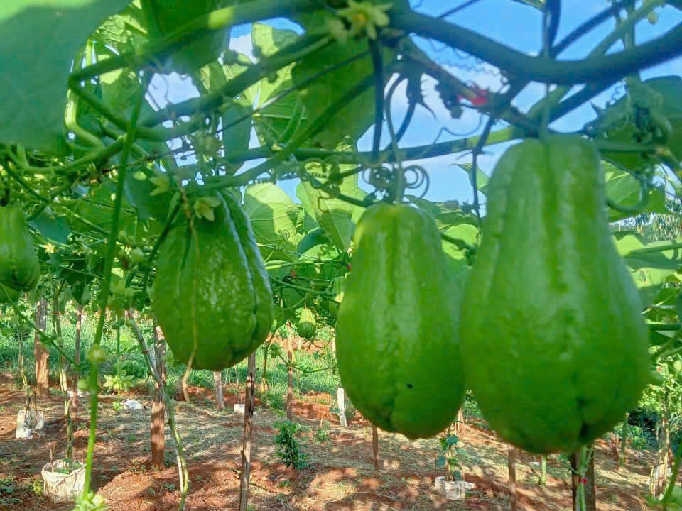 CÔNG TY TNHH THỰC PHẨM HAPPY FARM